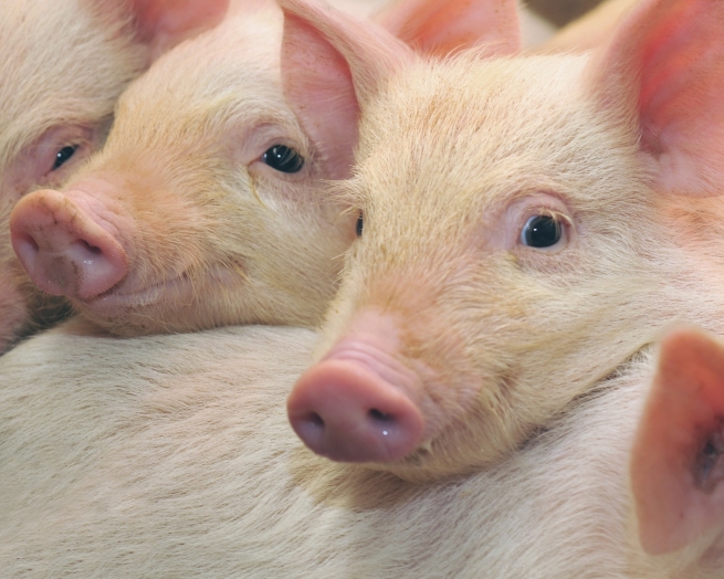 С 20 декабря Белоруссия ограничивает ввоз украинской свинины