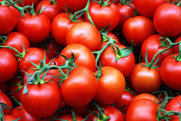 Самообеспеченность томатами в России достигла 220%