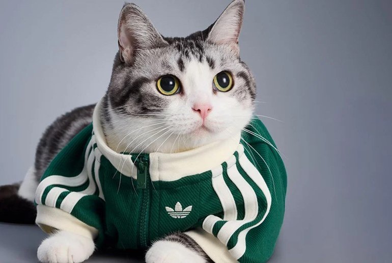 Adidas выпустил зимнюю коллекцию одежды для кошек и собак (ФОТО) - №3