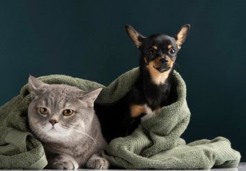 Россияне ежемесячно тратят на домашних животных 4,5 тыс. рублей