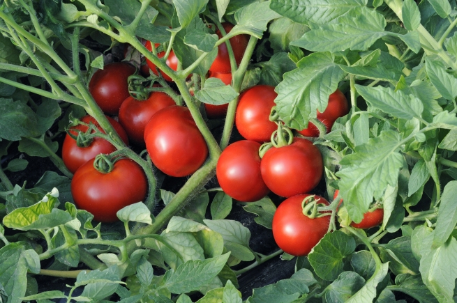 Миф о наличии нитратов и ГМО в российских томатах не подтвердился