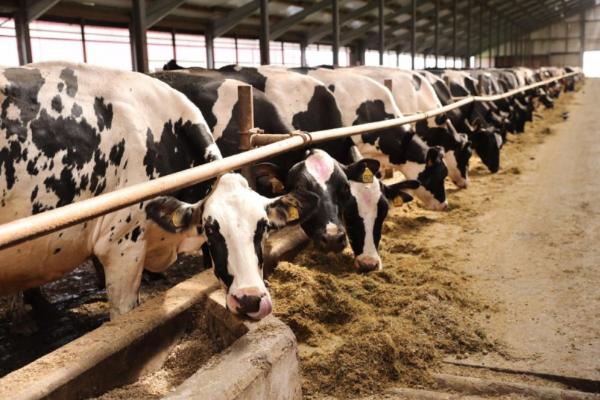 «Русмолко» увеличила производство молока на 38%