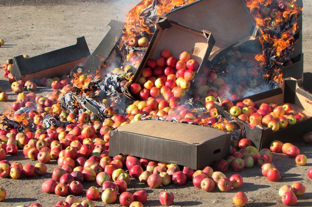 Из запрещенных в России яблок будут гнать сидр
