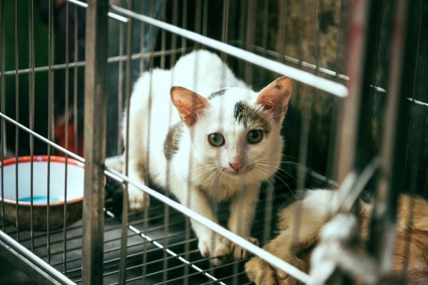 В России ввели требования к содержанию животных в зоомагазинах