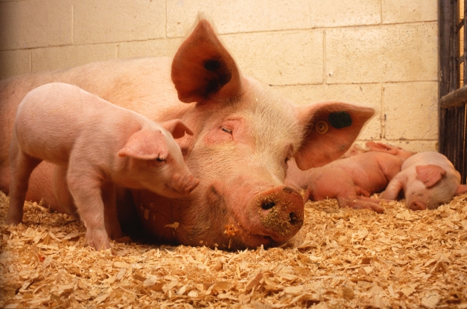 Украина запретила ввоз свинины из России