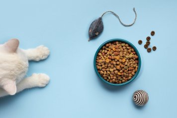 Аналитики «Мегамаркета» назвали самые популярные вкусы корма для питомцев | New Retail