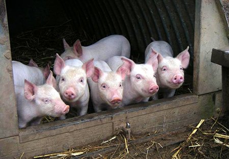 «Черкизово» уничтожило 36,8 тыс. свиней из-за африканской чумы