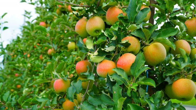«Сад-Гигант» увеличит поставки яблок в магазины X5 Retail Group