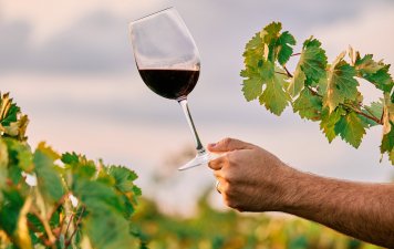 Ключевые винодельческие регионы РФ в 2025 году увеличили производство