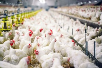 РФ с 14 октября останавливает ввоз продукции птицеводства из Нидерландов и Чехии