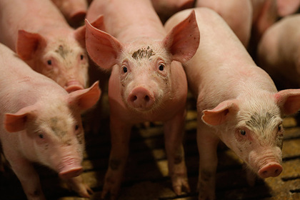 Мусульмане и веганы стали причиной снижения потребления свинины в Германии