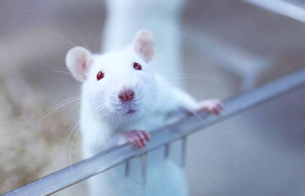 Авито: спрос на крыс в преддверии Нового года вырос в 2 раза