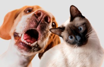 Содержание кошки обходится россиянам дешевле собак – исследование Содержание кошки обходится россиянам дешевле собак – исследование