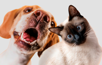 Содержание кошки обходится россиянам дешевле собак – исследование