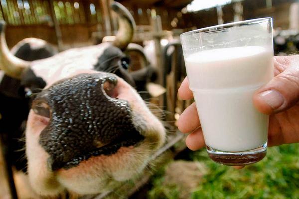 Россельхознадзор дал белорусскому молоку неделю