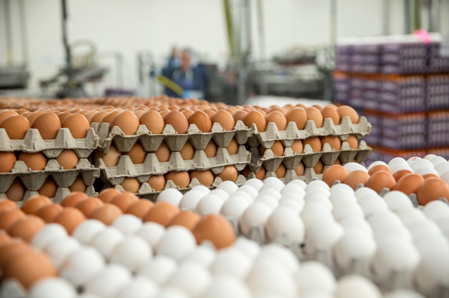 «Траст» продает крупнейшего производителя товарного яйца на Урале