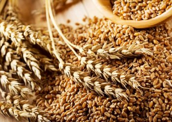 Россия может ввести запрет на экспорт зерна c 15 марта
