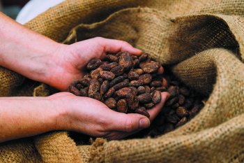 Цены на какао-бобы достигли максимума за год