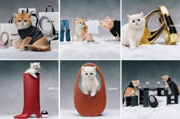 Реклама с котиками нравится 76% опрошенных россиян – исследование