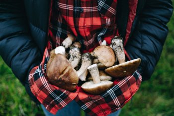 В 2023 году в России будет собрано 800 тыс. тонн грибов