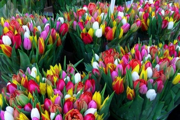 Почти 2 тысячи торговых точек по продаже цветов откроют в Москве к 8 марта