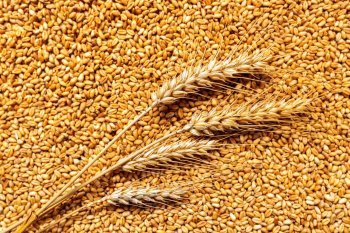 Пшеница подорожала до максимума с февраля