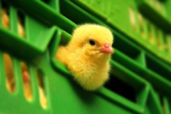 В 2016-м чистая прибыль крупнейшего в России производителя мяса птицы упала на 70%