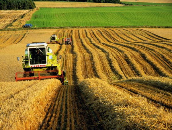  «Черкизово» готовится к приобретению агрохолдинга «НАПКО»