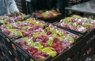 Россия рассмотрит возможность возобновления поставок сельхозпродукции из Албании