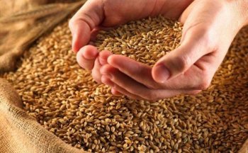 Россия ввела временный запрет на экспорт зерновых и сахара