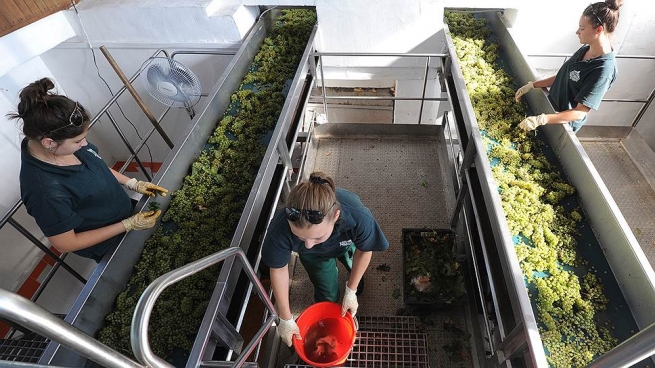 "Абрау-Дюрсо" докупит виноградники в Краснодарском крае
