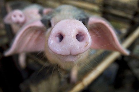 Евросоюз судится с Россией из-за свинины