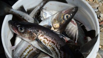 Производители минтая и сельди просят субсидии на перевозку продукции