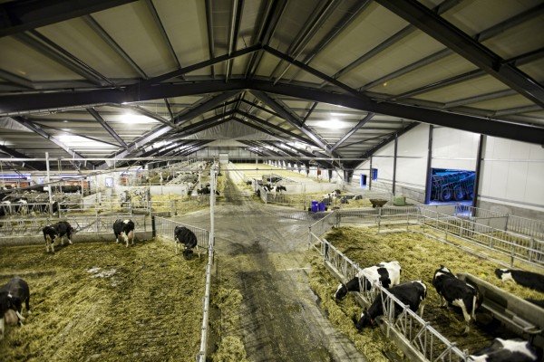 «Эконива» купила у «Ташира» крупный проект молочной фермы 