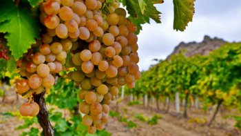 «Фанагория» впервые за 25 лет откажется от высадки виноградников