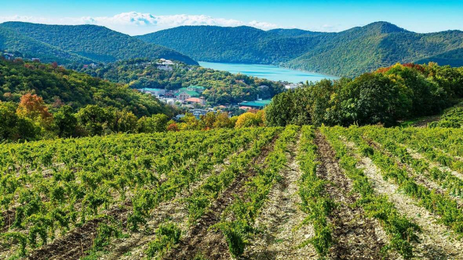 Краснодарский край планирует заложить 1,5 тыс. га виноградников в 2022 году