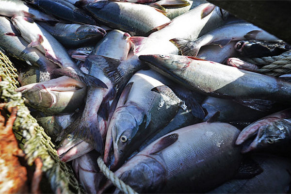 Росрыболовство создаст государственную сеть рыбных магазинов