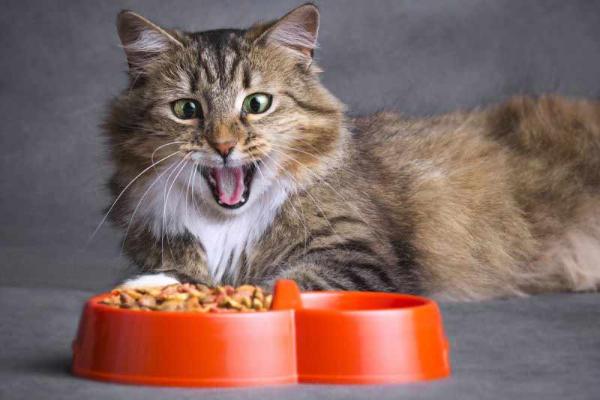 Роскачество: В сухих кормах для кошек нашли пестициды и антибиотики