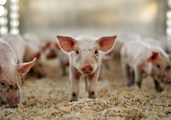В 2014 году производство свинины в России увеличилось на 4,7%