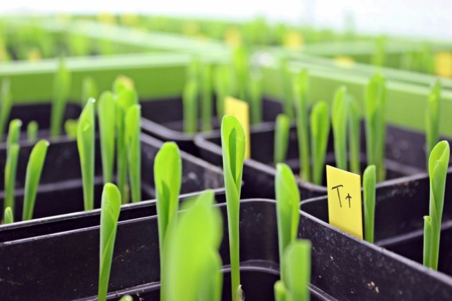 Ведущие российские органические союзы объявили об объединении