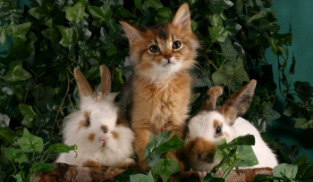 Котики против кроликов: в Wildberries выяснили, какой символ года предпочитают россияне