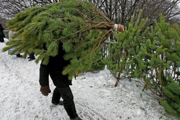 В парках Москвы откроются пункты по приему елок