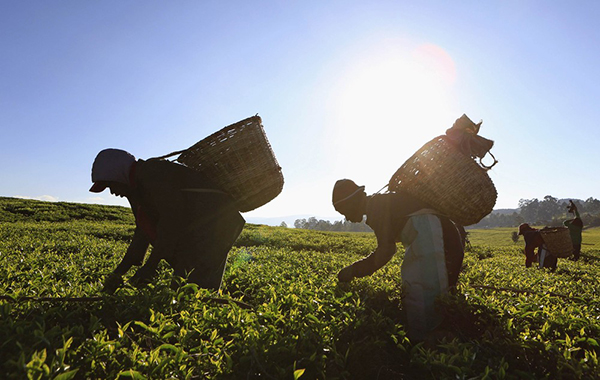 Мировые цены на чай с начала 2015 года выросли на четверть 