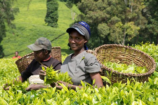 Кения увеличила объемы производства и экспорта чая