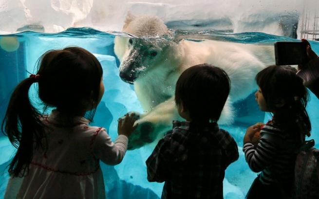 В петербургском ТРК «РИО» появится зоопарк