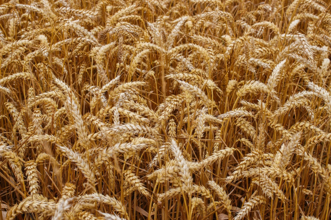 Минсельхоз сообщил о росте урожайности пшеницы почти на 24%