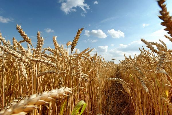 Китай снял запрет на поставки российской пшеницы из шести регионов