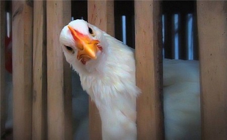 Македония запретила ввоз курятины из-за птичьего гриппа