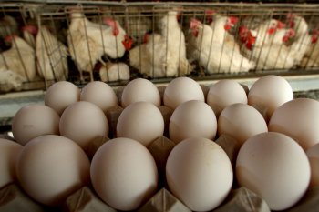 Производители мяса хотят ограничить содержание домашних птиц из соображений безопасности