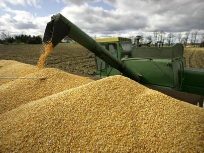 Экспорт зерна увеличился на 39%